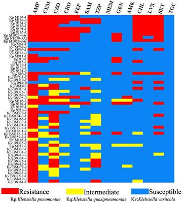 Multiple-Replicon Resistance Plasmids of Klebsiella Mediate Extensive Dissemination of Antimicrobial Genes